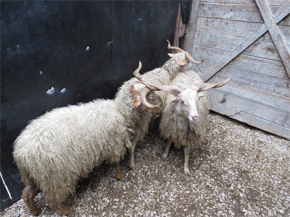 WildLife Buyer, LLC. - 3.0 RACKA TAG#4244/4243/4247 (ORB#5)
