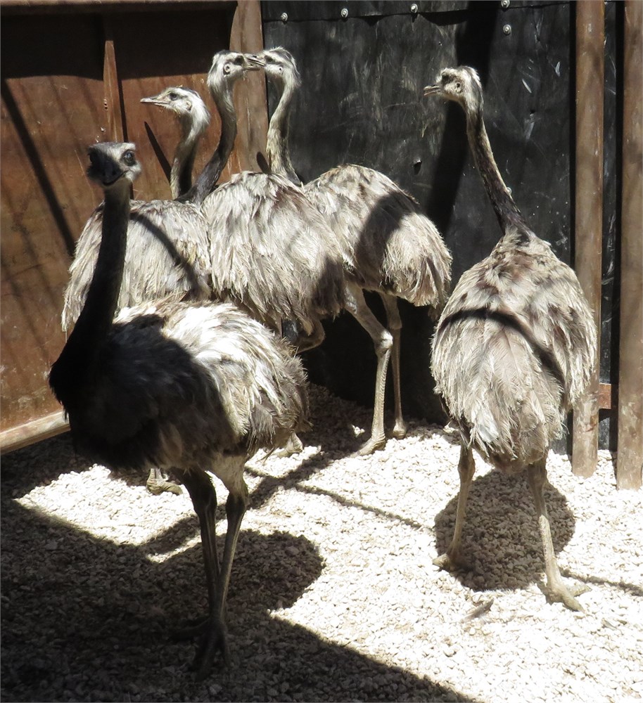 WildLife Buyer, LLC. - 5 RHEAS (WB#19) UNSEXED
