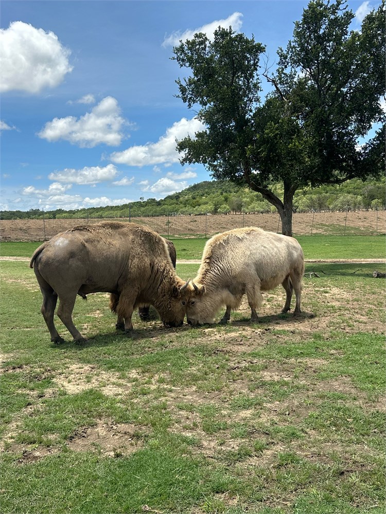 WildLife Buyer, LLC. - 1.1.1 White Bison - Young is Male