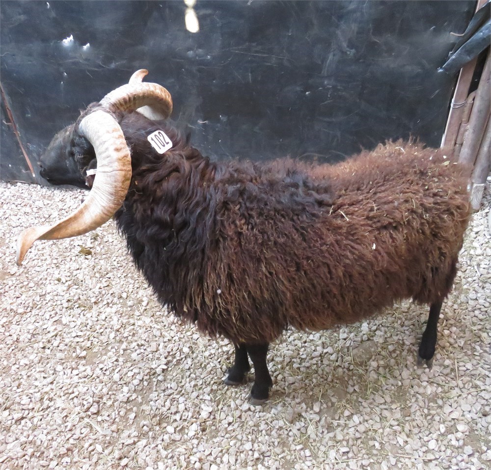 Racka Racks Philippou WildLife Buyer, LLC. - 1.0 RACKA TAG#102 (ORB#6)