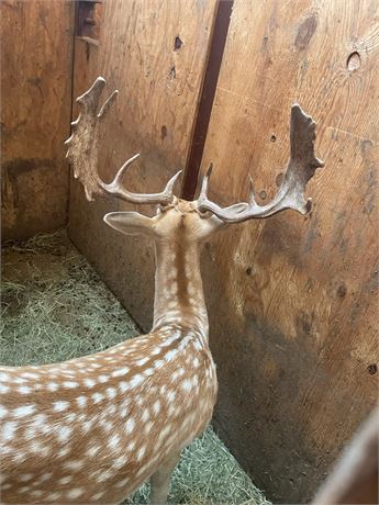 WildLife Buyer, LLC. - 1.0 Spotted Fallow