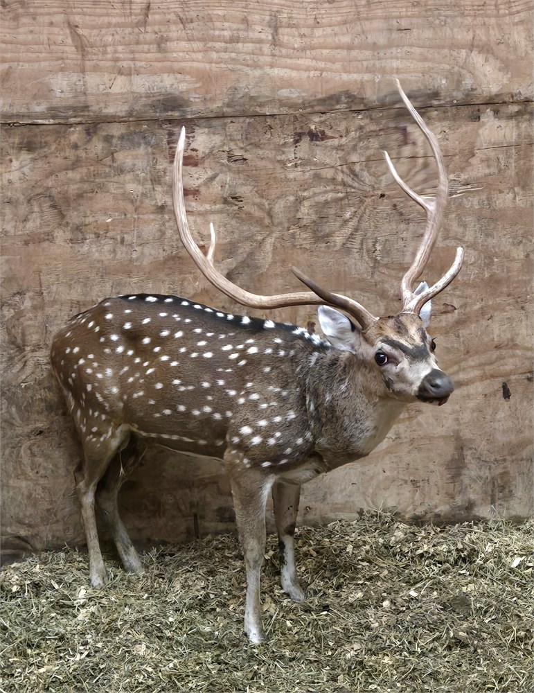 WildLife Buyer, LLC. - 1.0 Axis