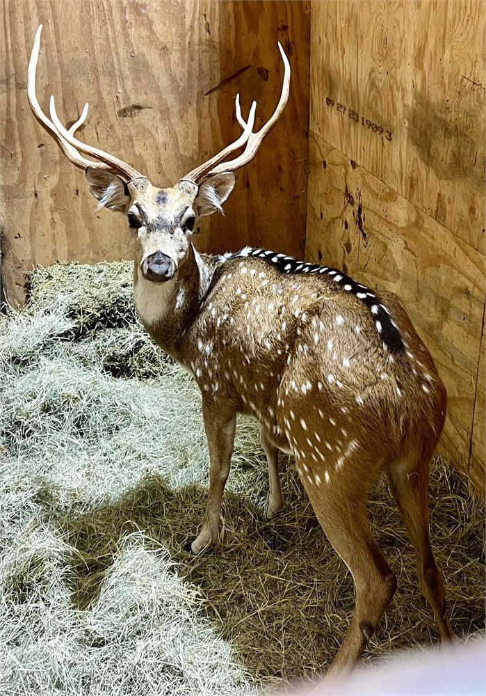 WildLife Buyer, LLC. - 1.0 Axis -BOERNE