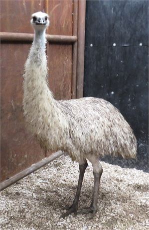 WildLife Buyer, LLC. - 0.1 EMU (WB#17)