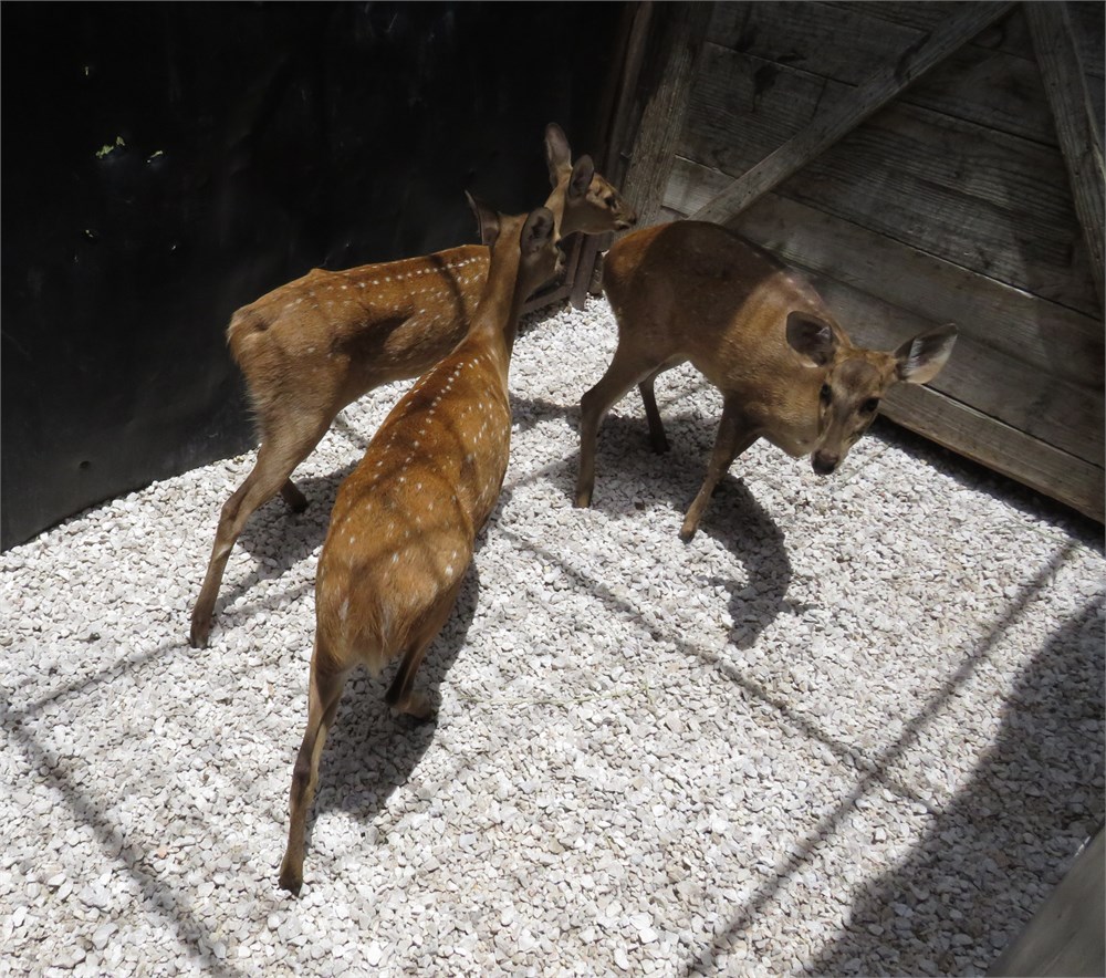 WildLife Buyer, LLC. - 0.3 HOG DEER (RB#3)