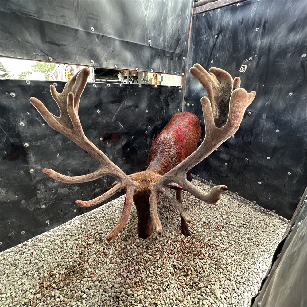WildLife Buyer, LLC. - 1.0 Big Stag
