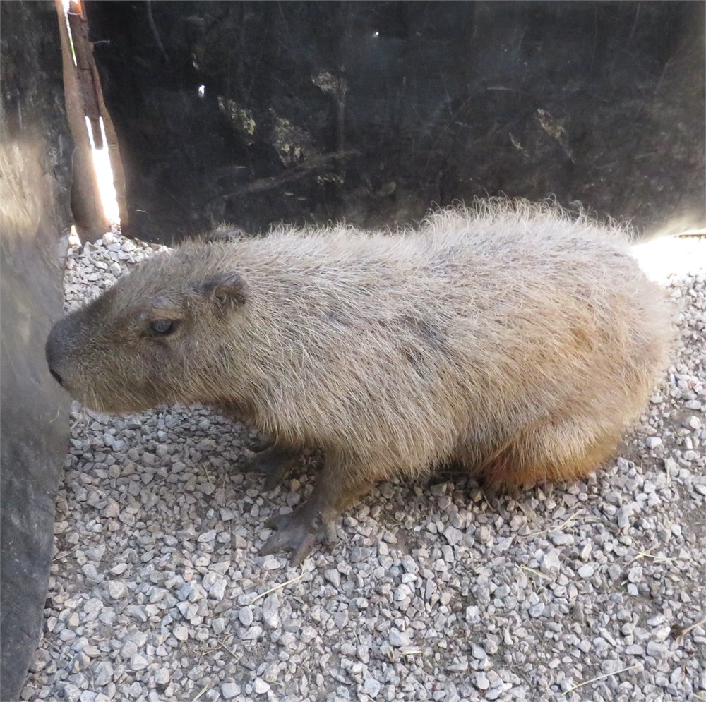 WildLife Buyer, LLC. - 0.1 CAPYBARA (RB#1)