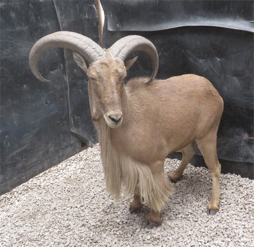 WildLife Buyer, LLC. - 1.0 AOUDAD TAG#488 (NKB#2)