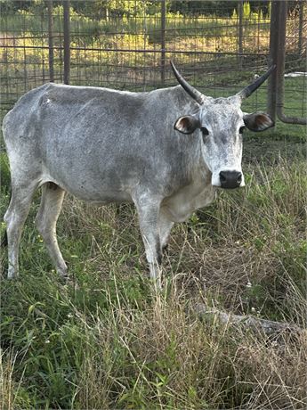 邦楽 COW COW was INNOCENT. Amazon.co.jp: COW COW was innocent.: Music