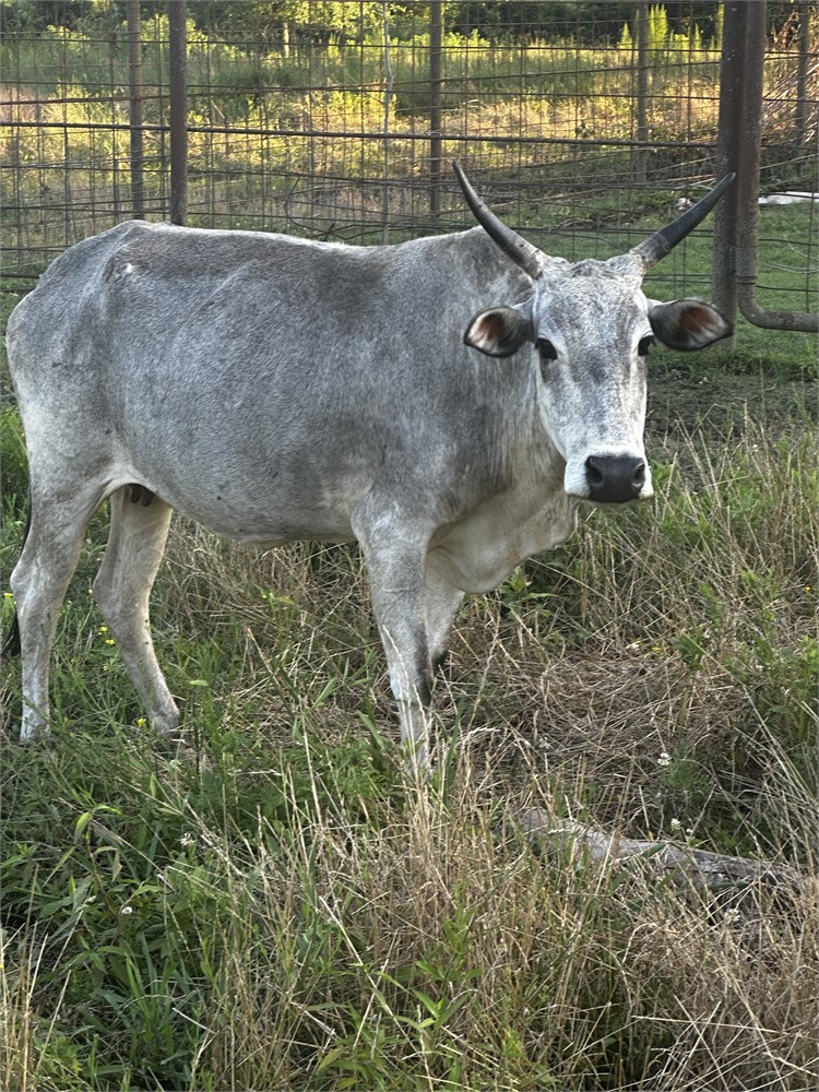 邦楽 COW COW was INNOCENT. 邦楽 COW COW was INNOCENT. 邦楽 COW COW was INNOCENT. Cows