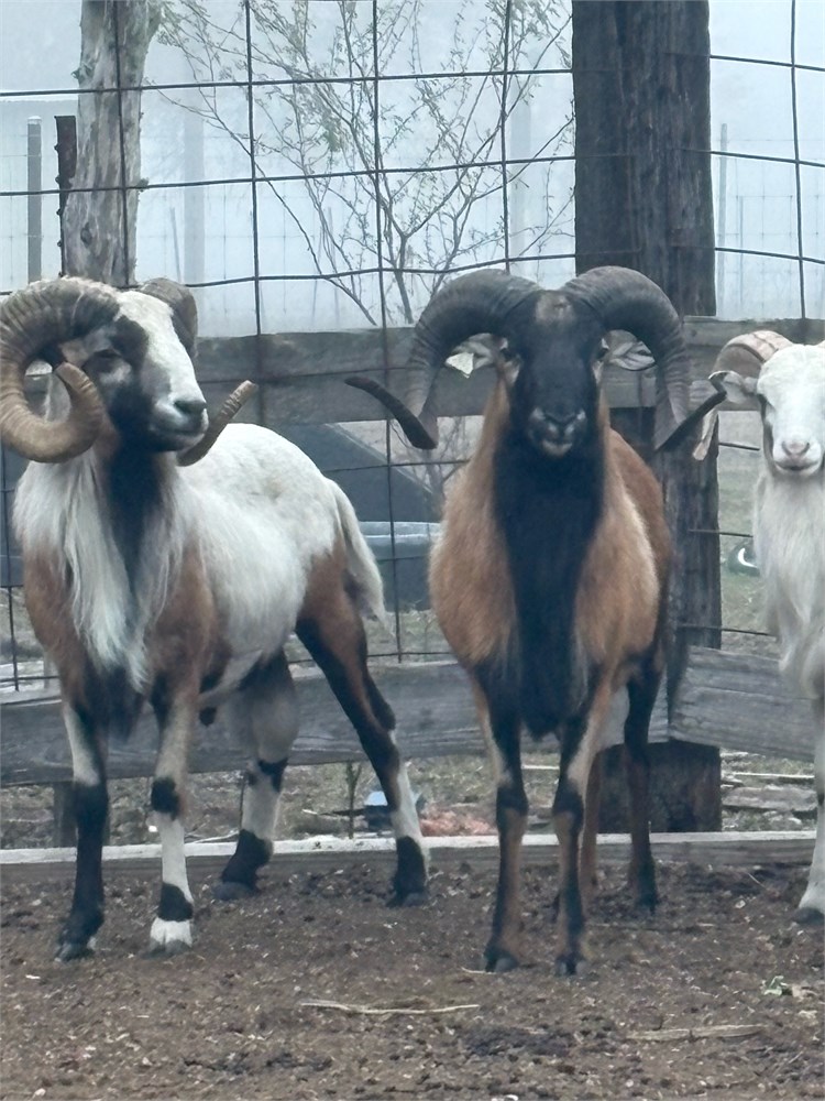 WildLife Buyer, LLC. - 3.0 rams