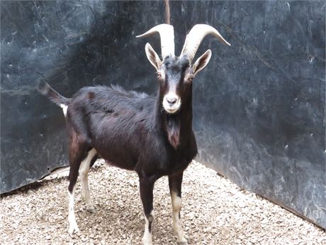 WildLife Buyer, LLC. - 1.0 IBEX CROSS RAM SHEEP (ORB#5)
