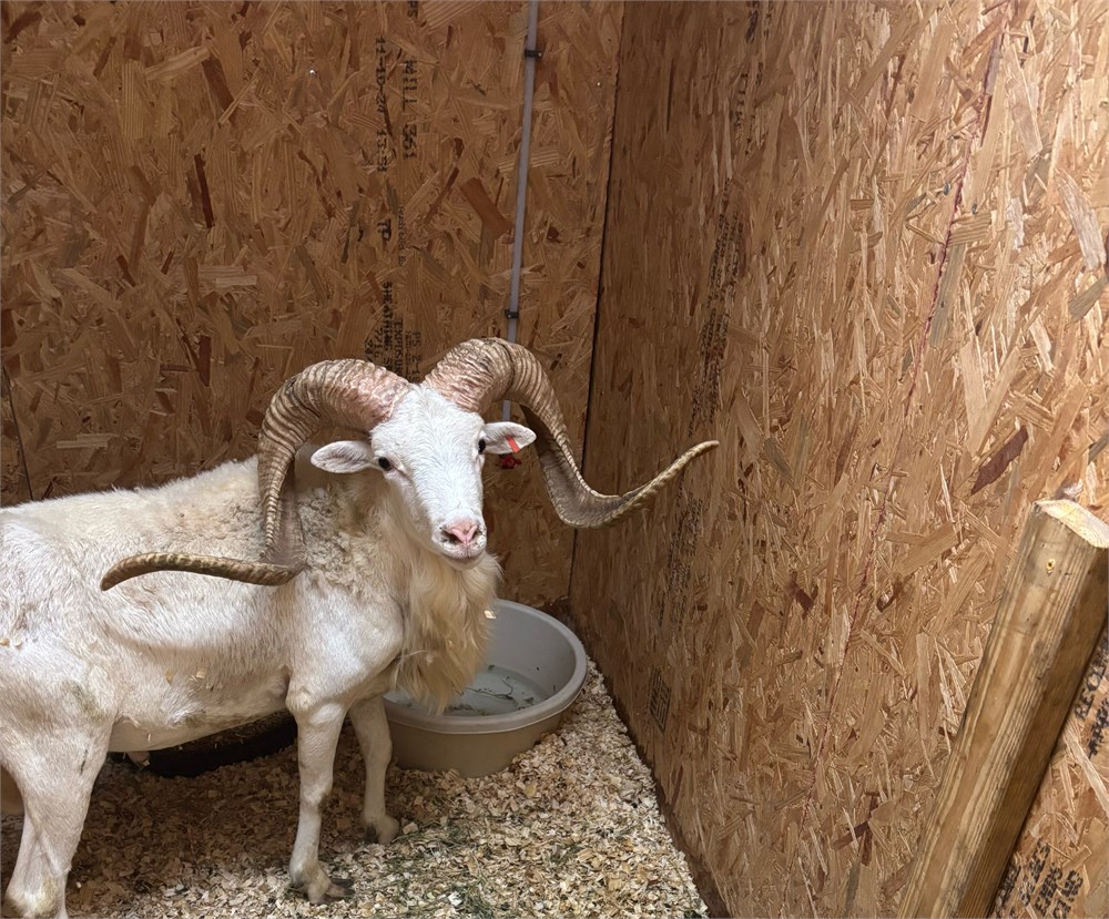 WildLife Buyer, LLC. - TEXAS DALL 33X33