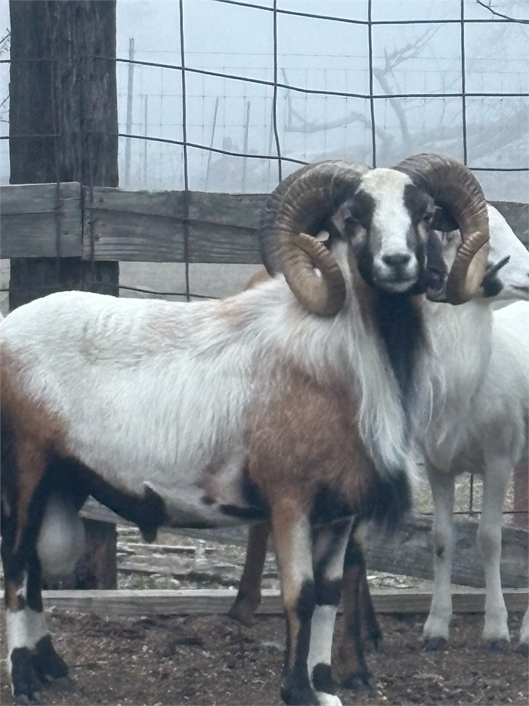 WildLife Buyer, LLC. - 3.0 rams
