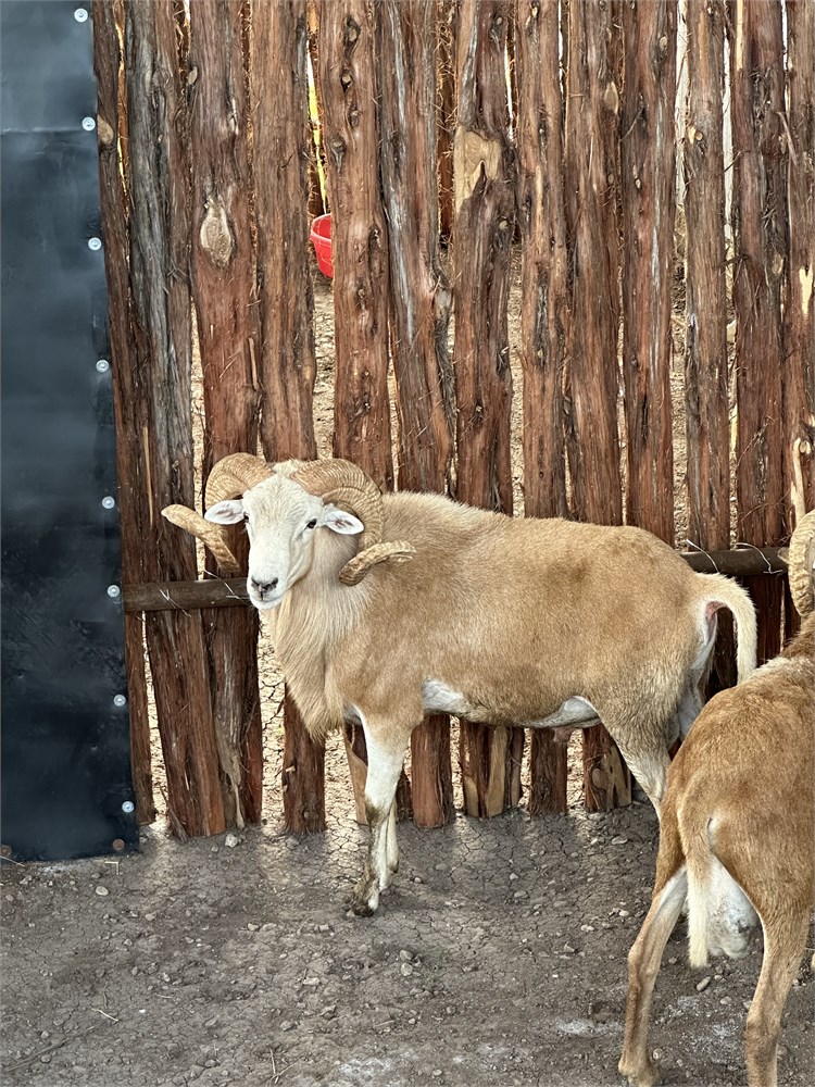 WildLife Buyer LLC 2 0 Blonde Sheep wildlife-buyer-llc-2-0-blonde-sheep