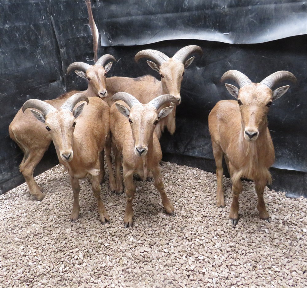 WildLife Buyer, LLC. - 5.0 AOUDAD (NKB#2)