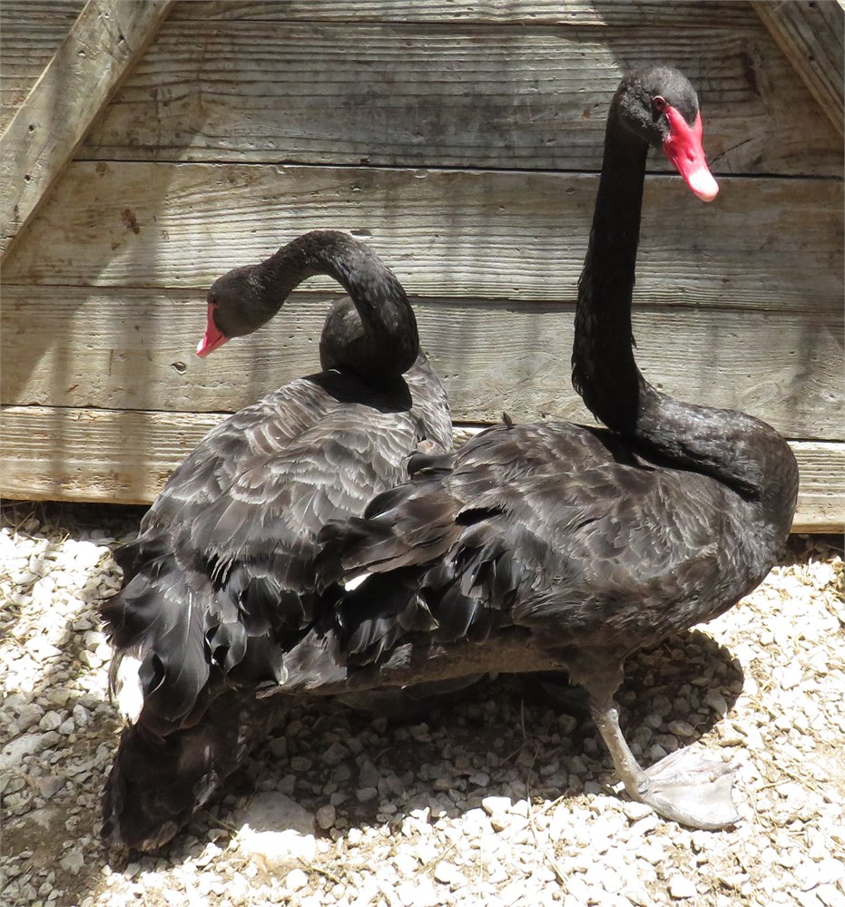 WildLife Buyer, LLC. - 1.1 AUSTRALIAN BLACK SWANS (RB#2) MATURE