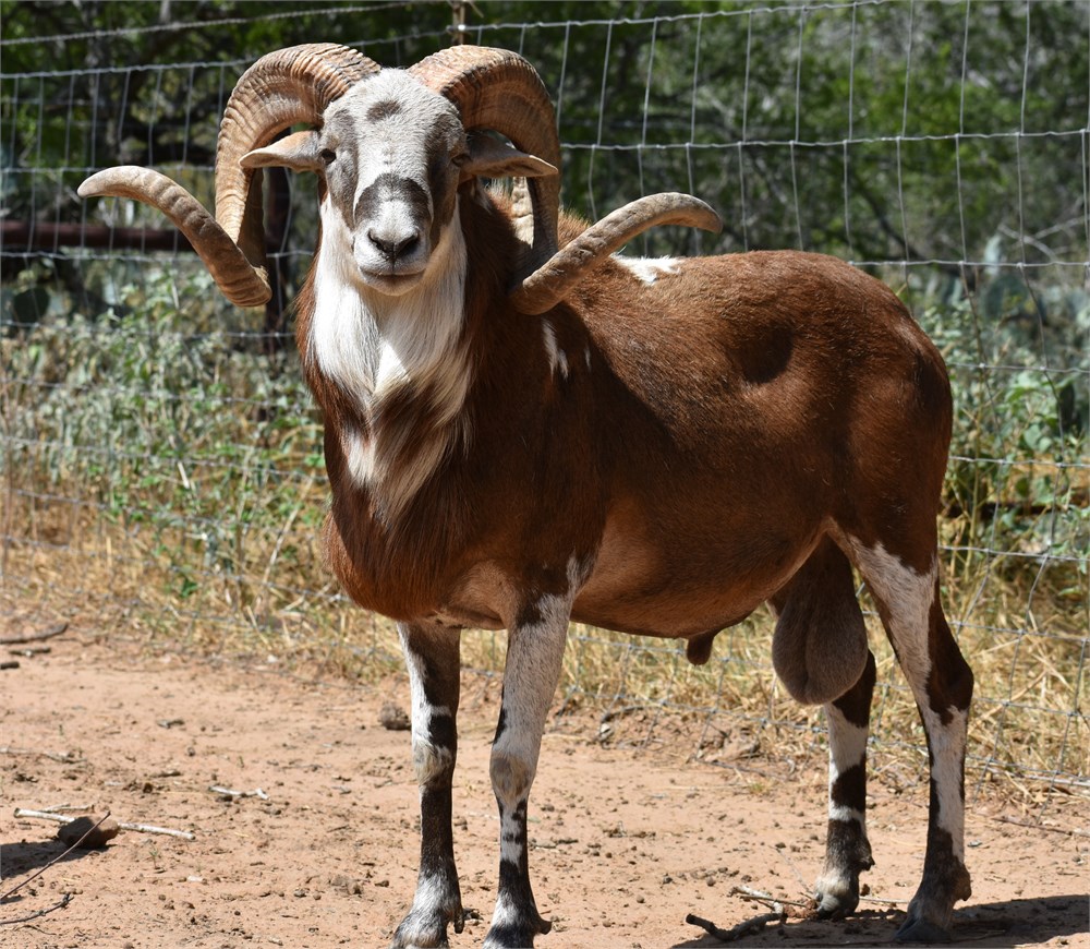 WildLife Buyer, LLC. - 1.0 Registered Painted Desert Ram