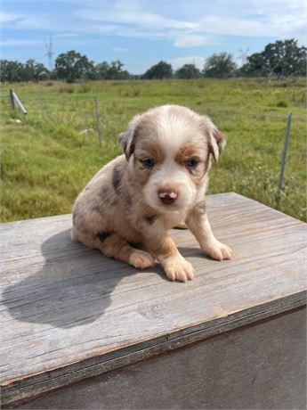 Merle Sheppard WildLife Buyer, LLC. - 0.1 asdr registered mini merle Australian Sheppard