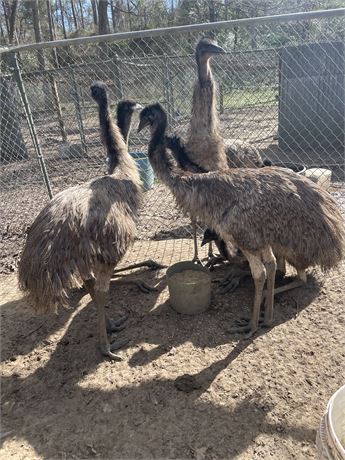 WildLife Buyer, LLC. - 6 Unsexed Emus From Several Different Bloodlines
