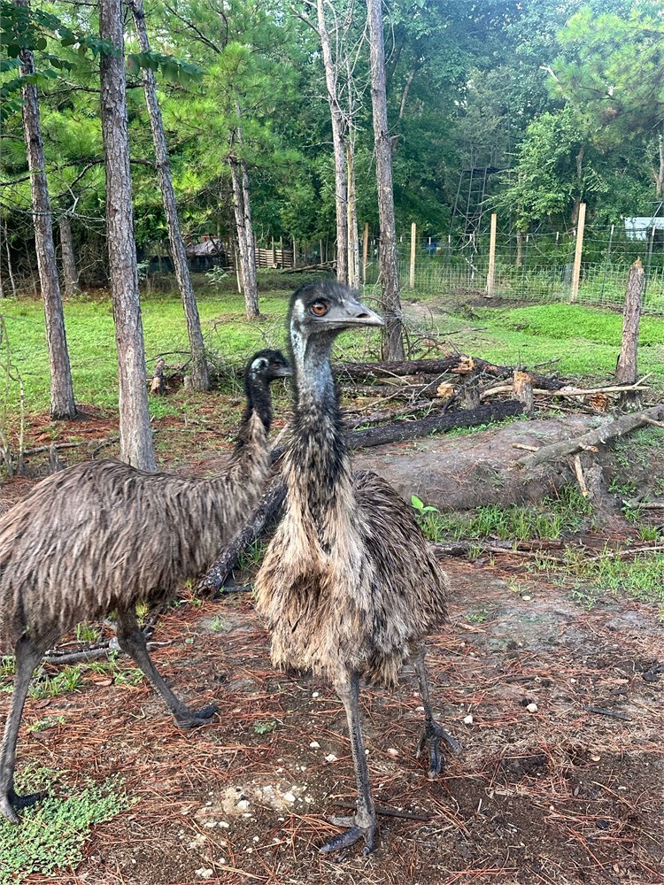 WildLife Buyer, LLC. - 1.1 Breeding Pair of 2 year old Emu. Healthy ...