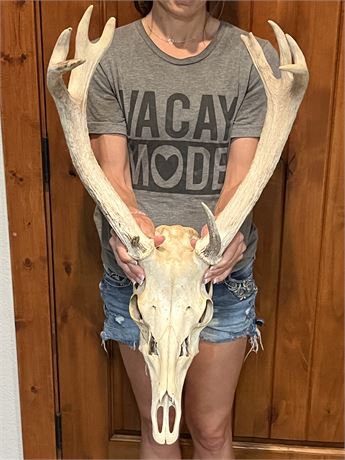 n*r様 蝦夷鹿hunting trophy（deer skull）天然 n*r様 蝦夷鹿hunting trophy（deer skull）天然 n*r様 蝦夷