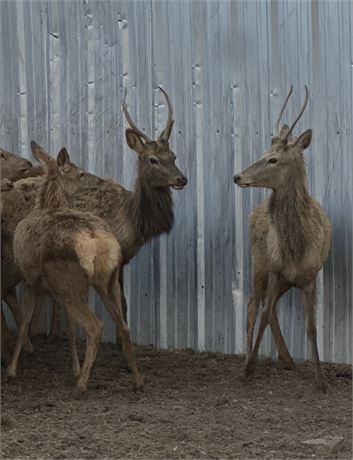 WildLife Buyer, LLC. - 2.0 bull spikes