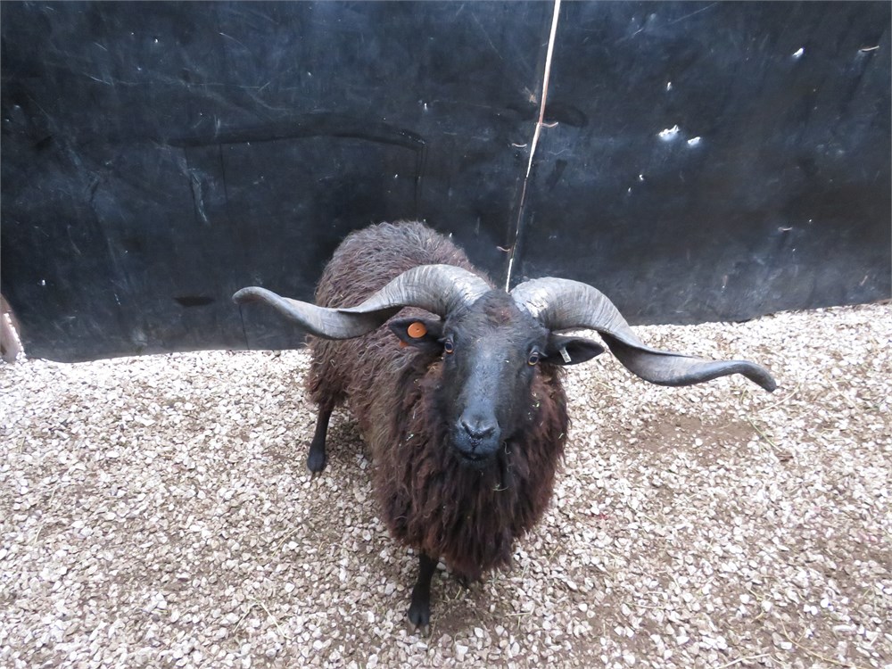 WildLife Buyer, LLC. - 1.0 RACKA TAG#25 (OKB#5)
