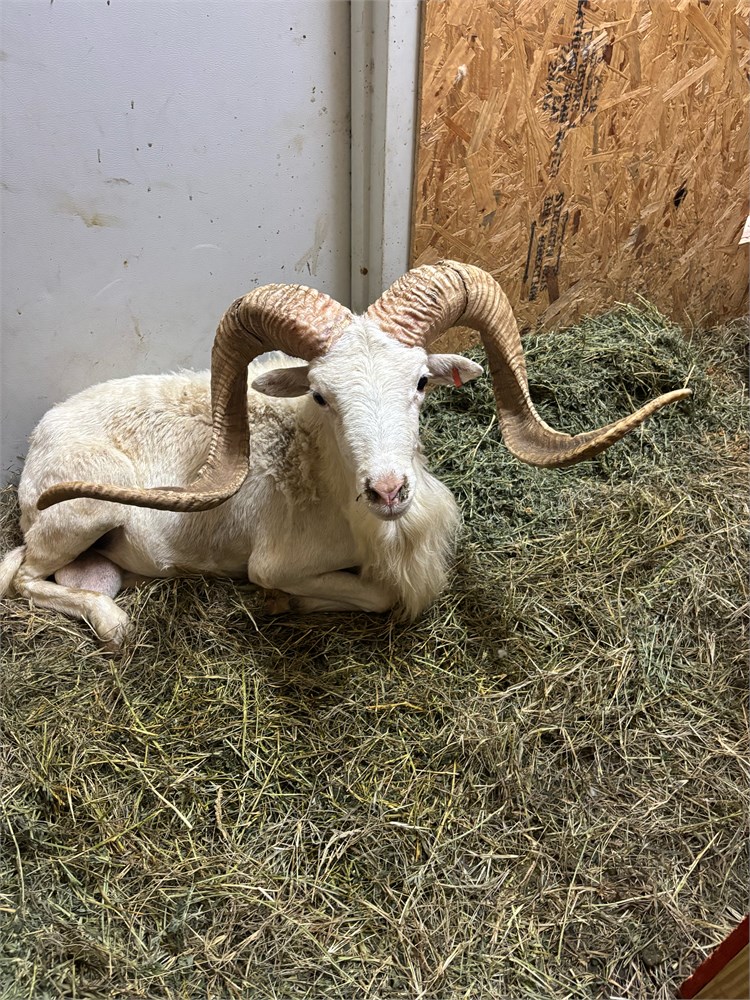 WildLife Buyer, LLC. - TEXAS DALL 33X33