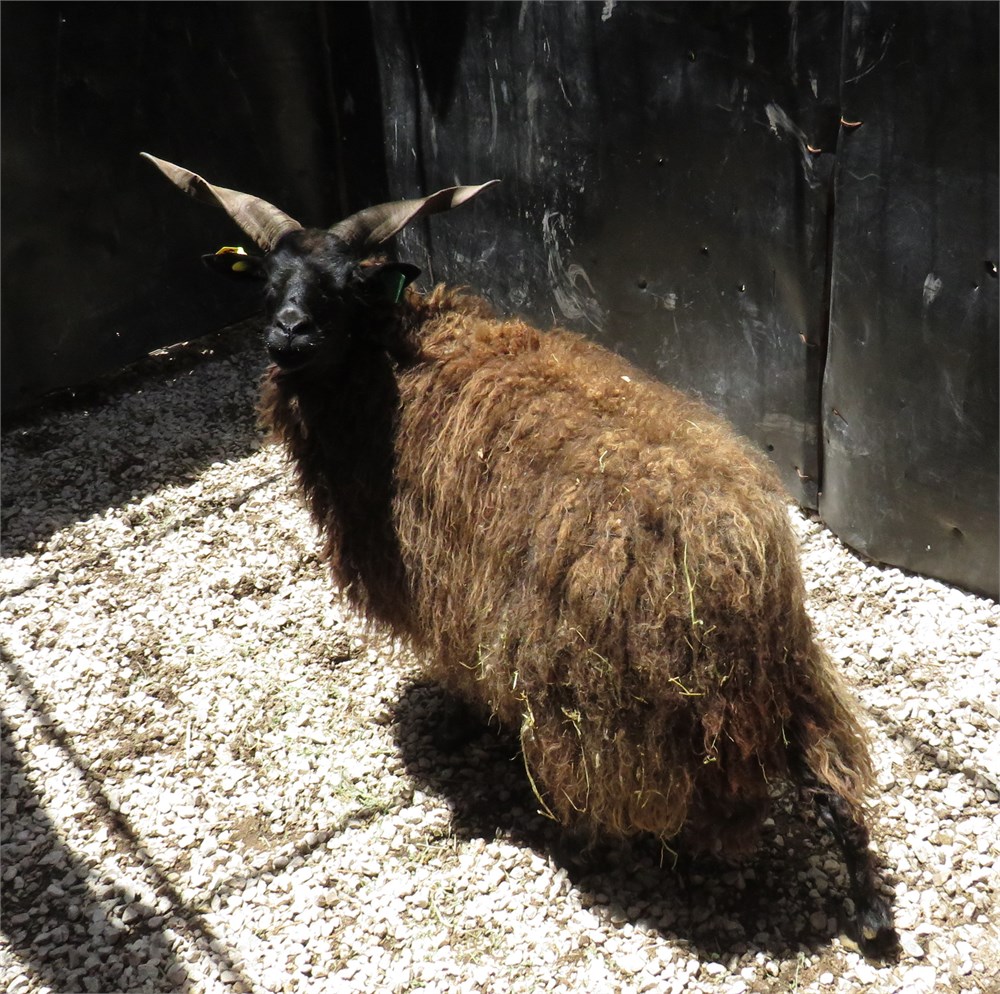 WildLife Buyer, LLC. - 1.0 RACKA (RB#14)