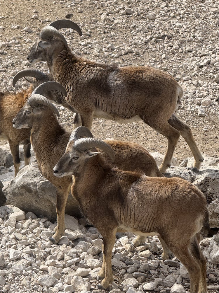 WildLife Buyer, LLC. - 1.5 Iranian Red Sheep