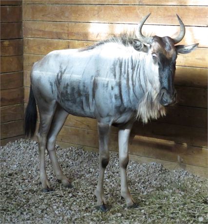 WildLife Buyer, LLC. - 0.1 WILDEBEEST (NKB#6) - Ask about insurance