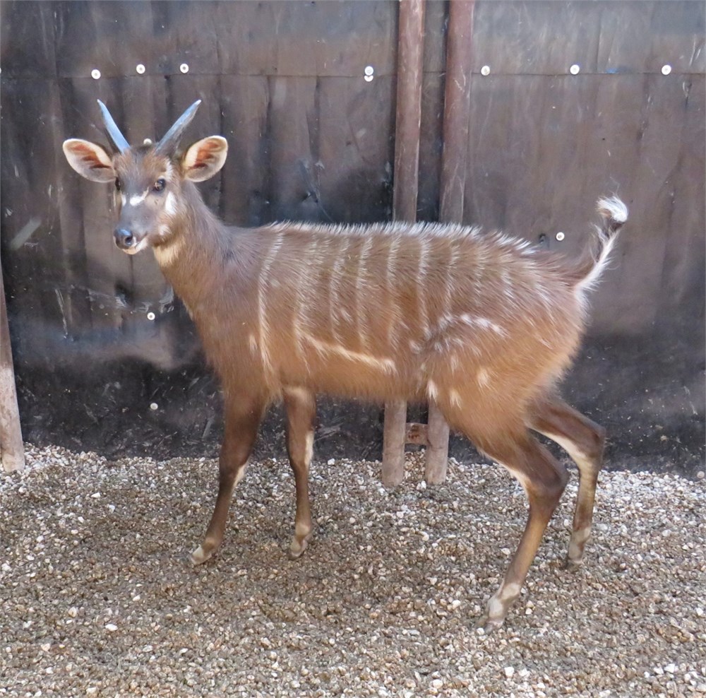 Sitatunga WildLife Buyer, LLC. - 1.0 SITATUNGA (WB#16)