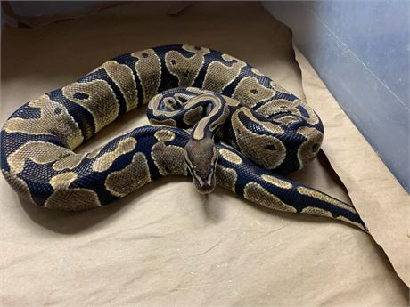 WildLife Buyer, LLC. - 1.0 Ball Python