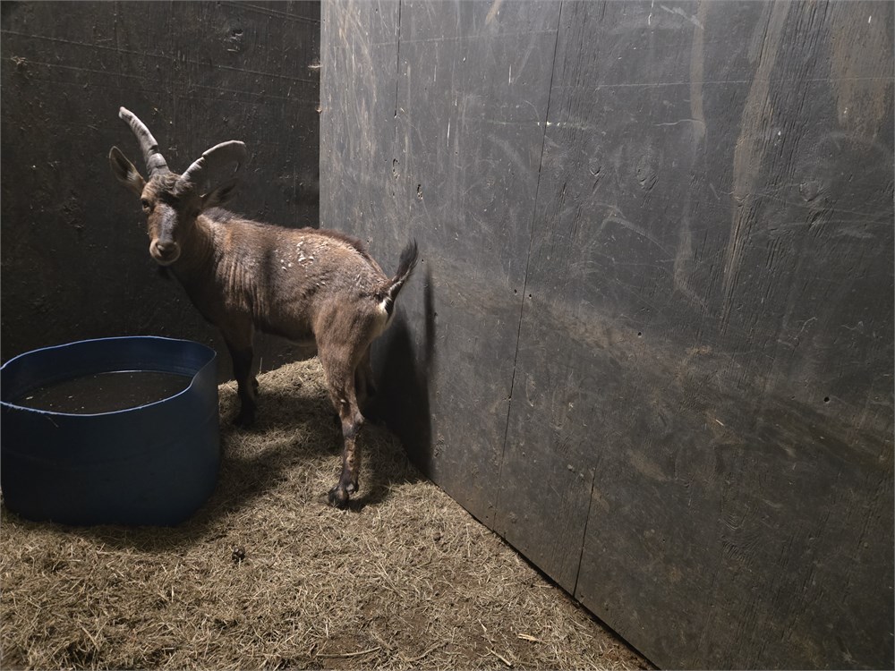 Asset Tur WildLife Buyer, LLC. - 1.0 turbex alpine ibex/eastern tur hybrid