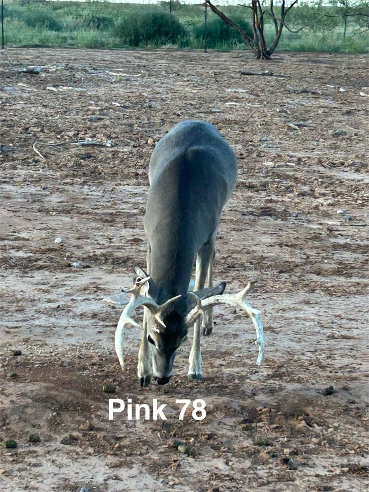 WildLife Buyer, LLC. - Whitetail buck (pink 78)