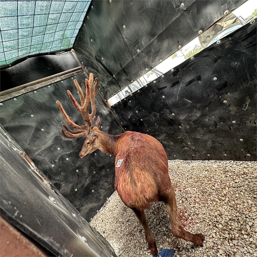 WildLife Buyer, LLC. - 1.0 Big Stag