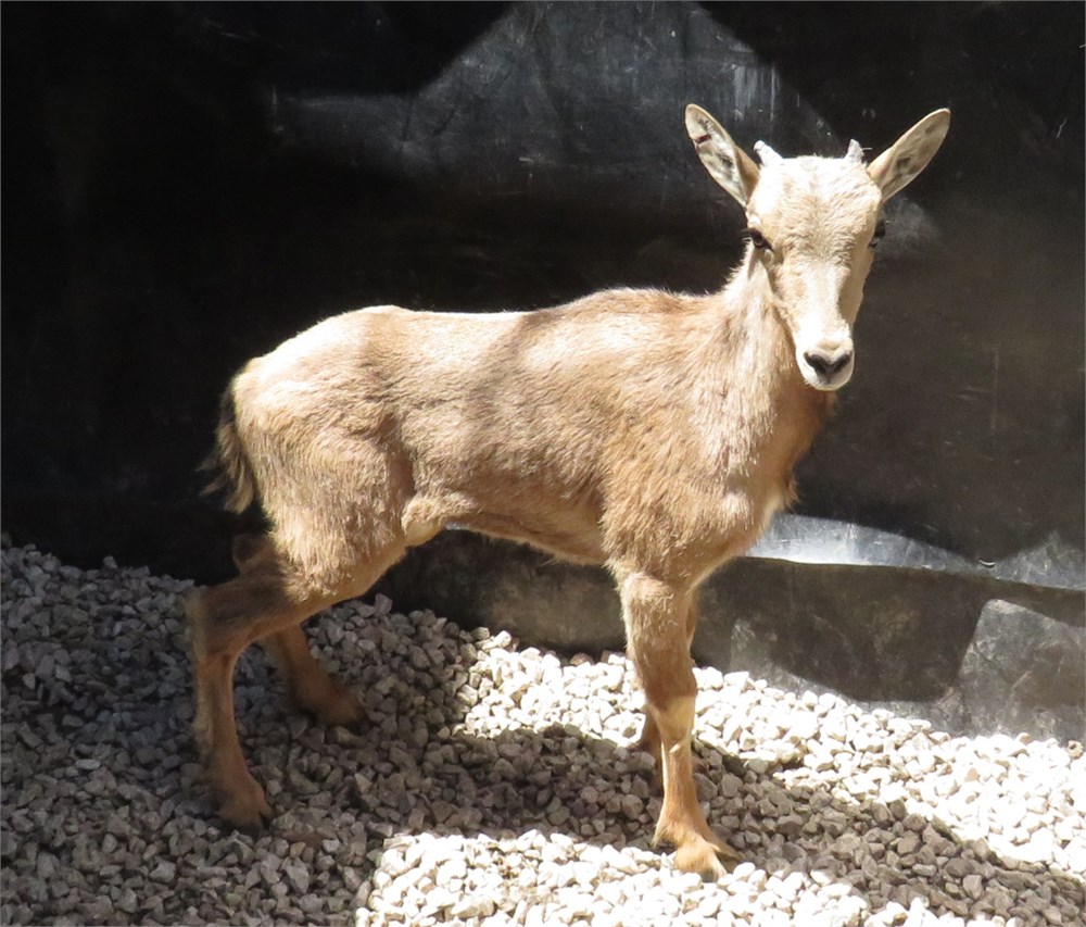 WildLife Buyer, LLC. - 0.1 AOUDAD (NKB#8)