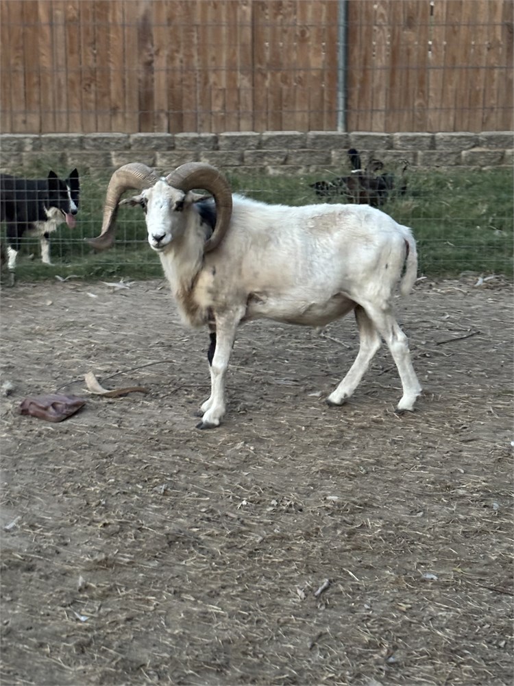 WildLife Buyer, LLC. - 1.0 RAM