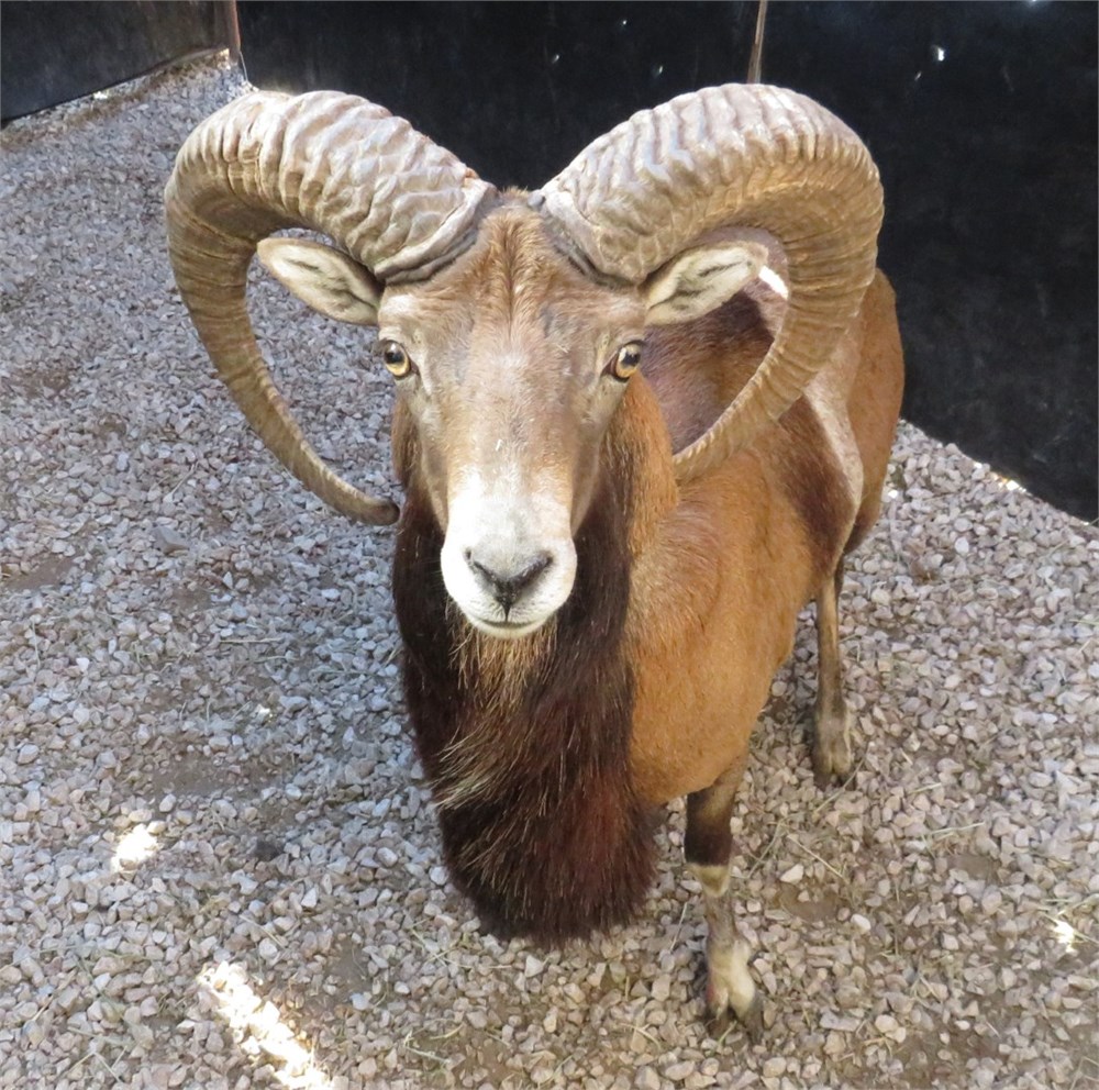 WildLife Buyer, LLC. - 1.0 RED SHEEP (RB#14) - Ask About Insurance